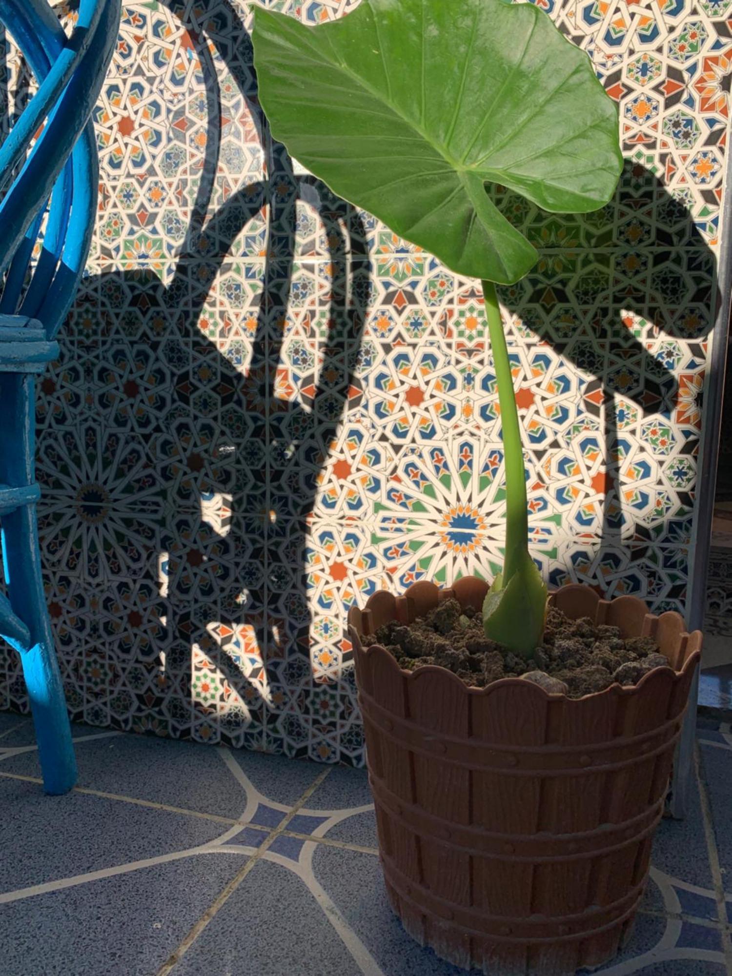 Beach House Asilah Exterior photo
